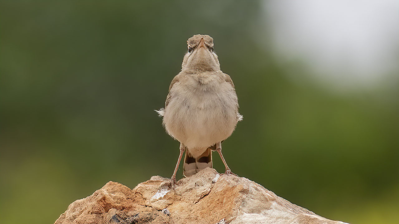 Rufous-tailed Scrub-Robin