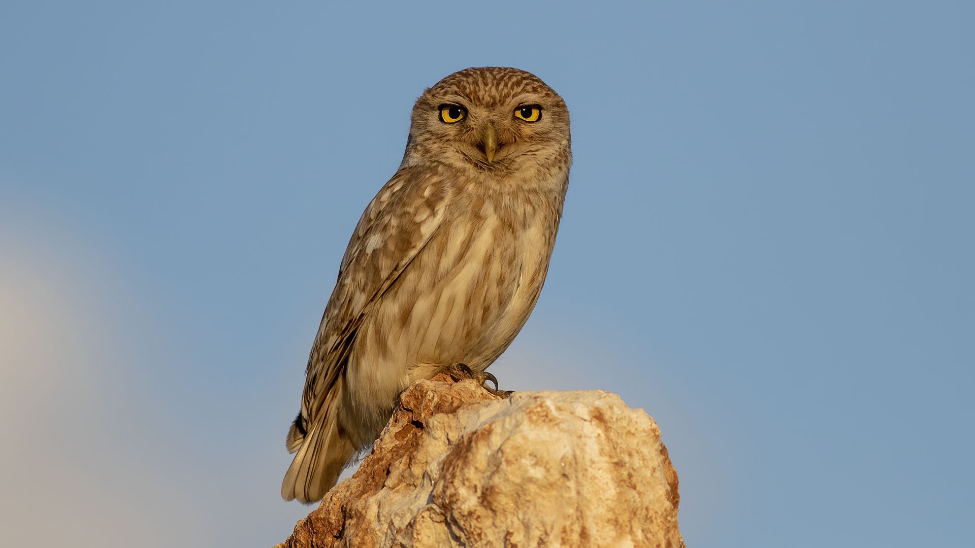Little Owl — Ana fotoğraf