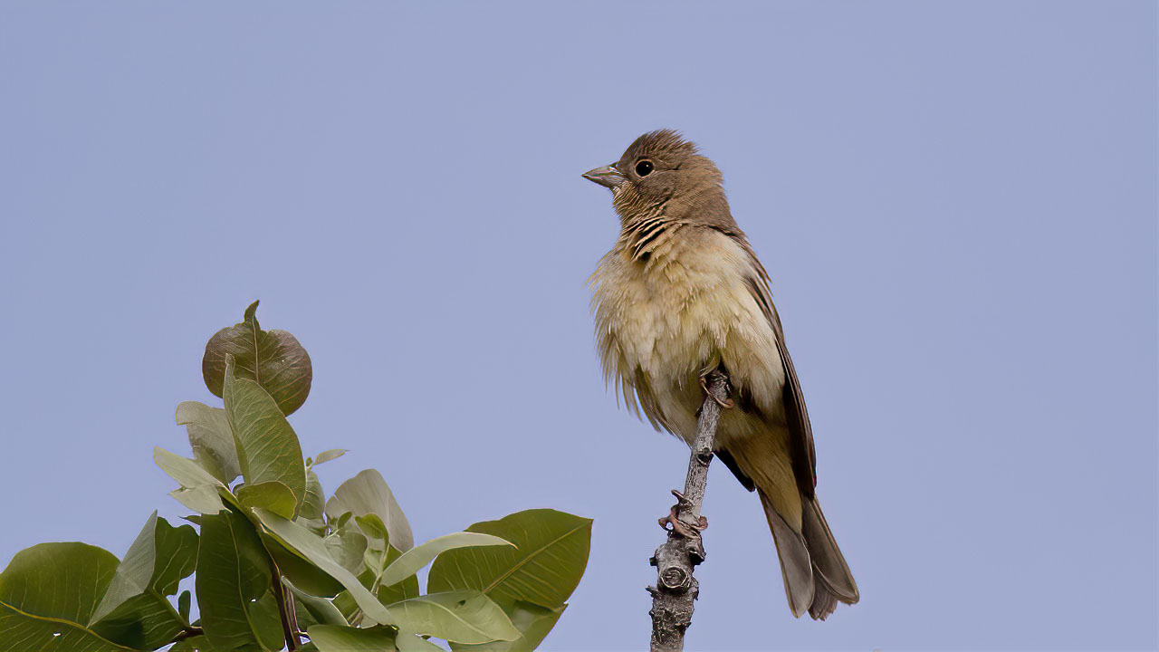 Black-headed Bunting