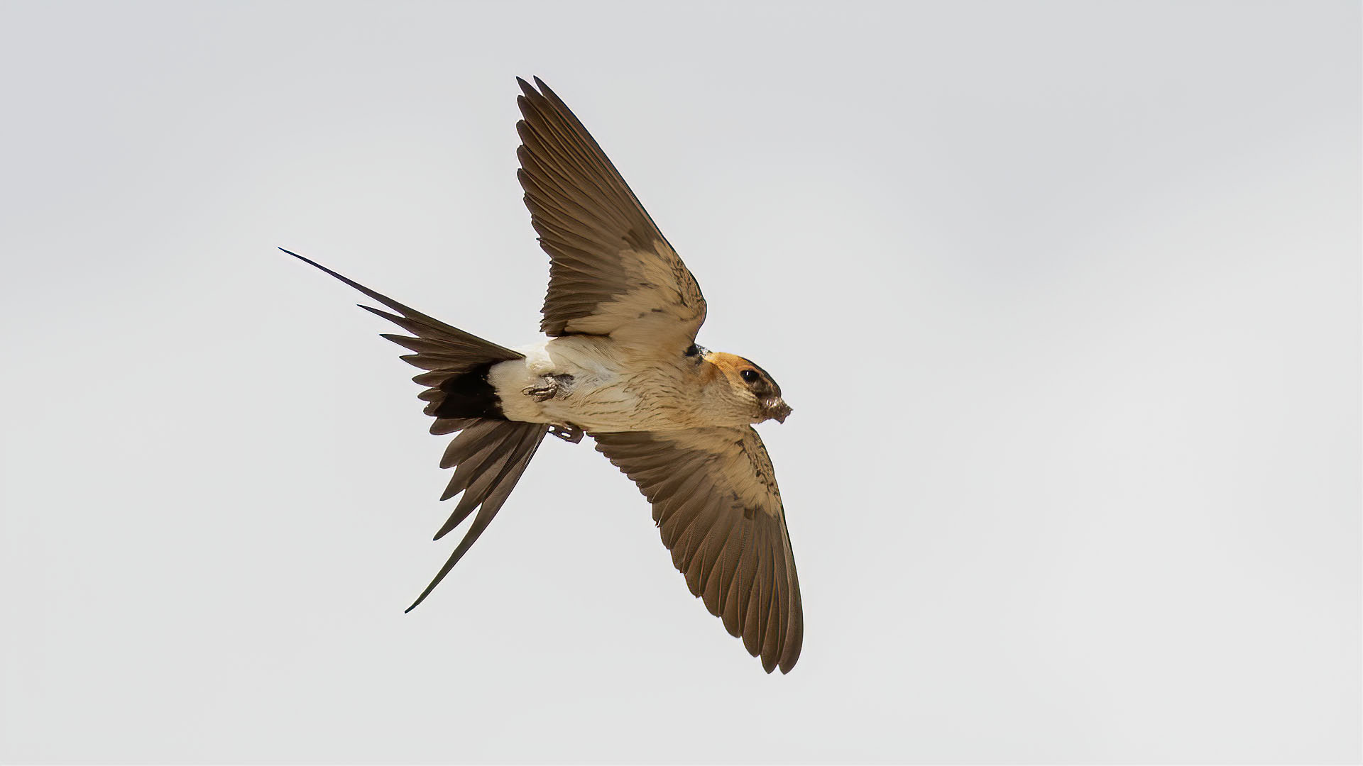Red-rumped Swallow