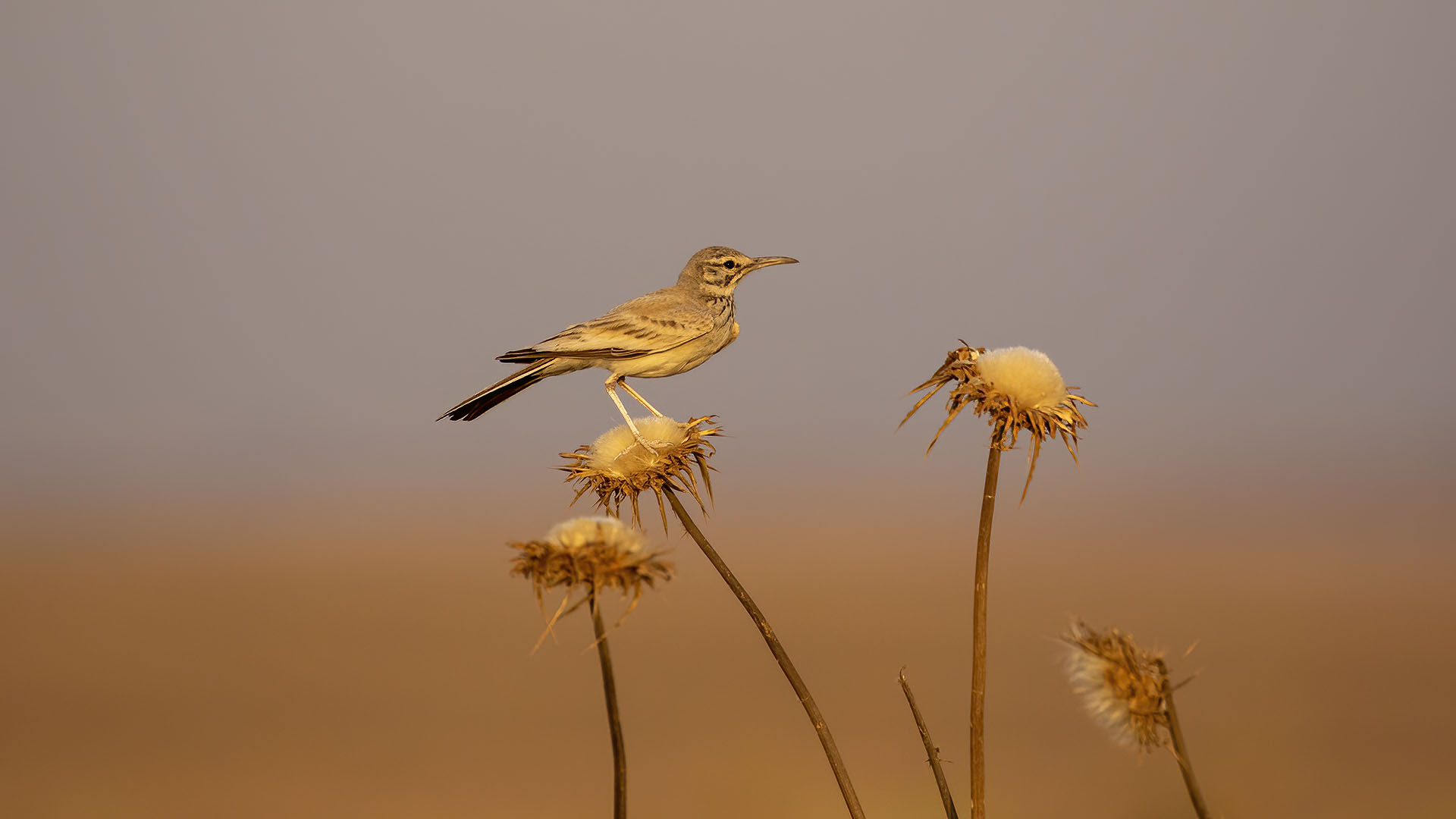 Greater Hoopoe-Lark