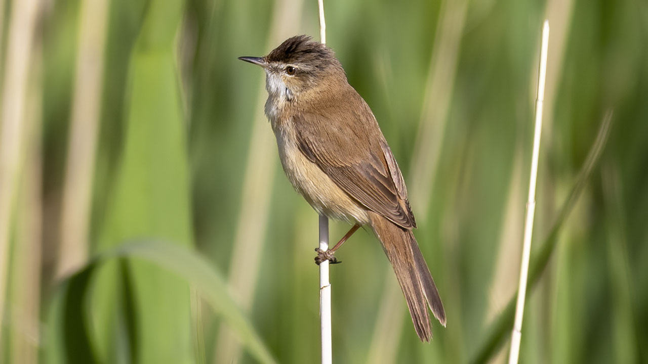 Paddyfield Warbler