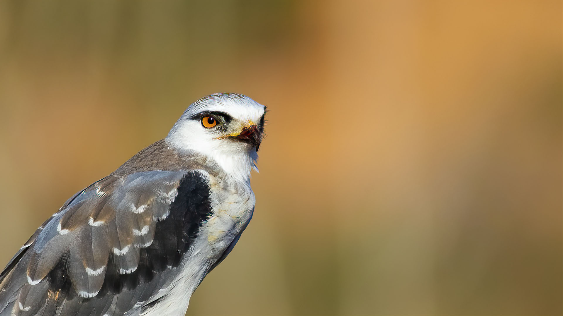 Black-winged Kite — Ana fotoğraf