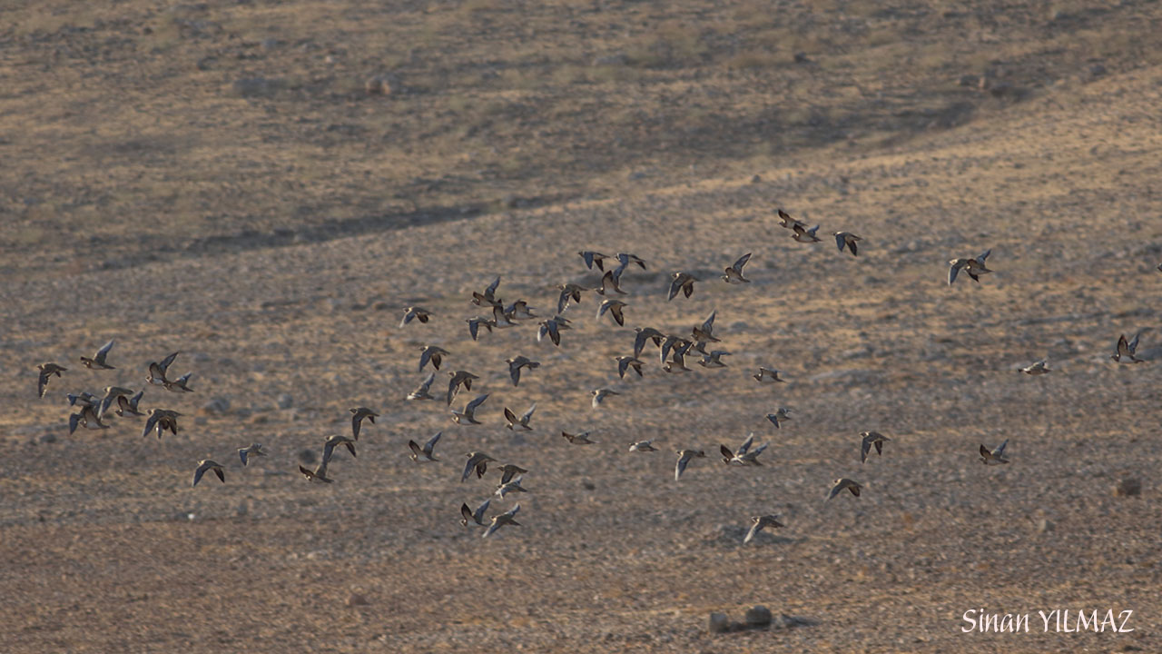 Pin-tailed Sandgrouse