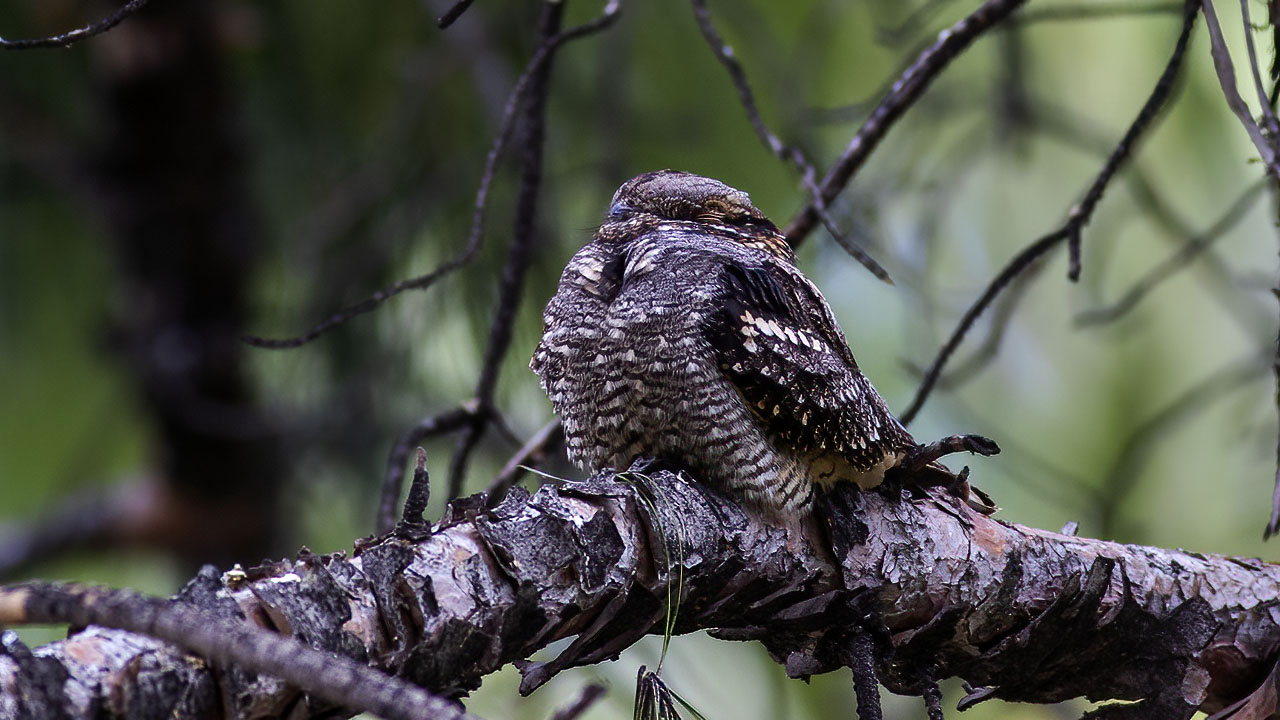 Eurasian Nightjar
