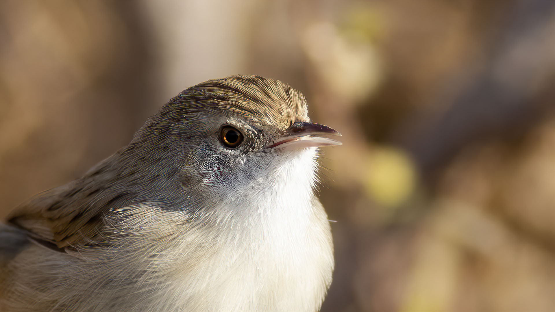 Graceful Prinia