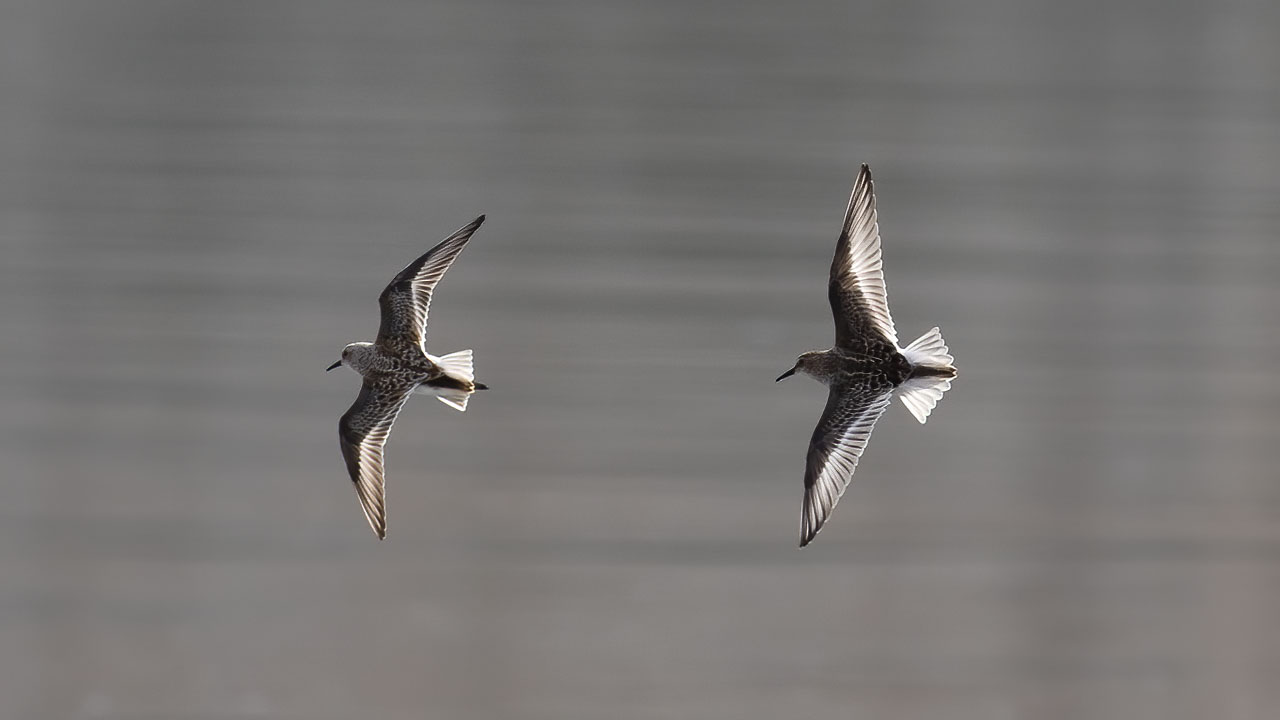 Temminck's Stint