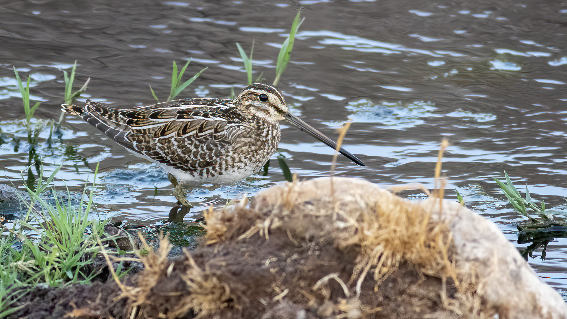 Common Snipe