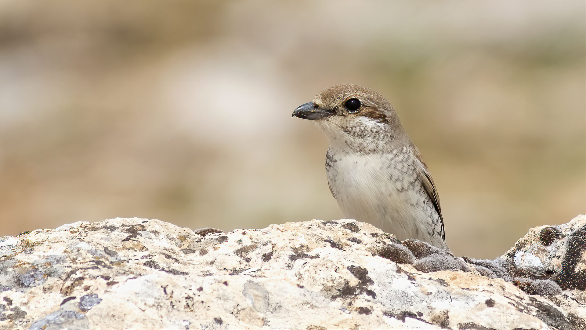 Red-backed Shrike
