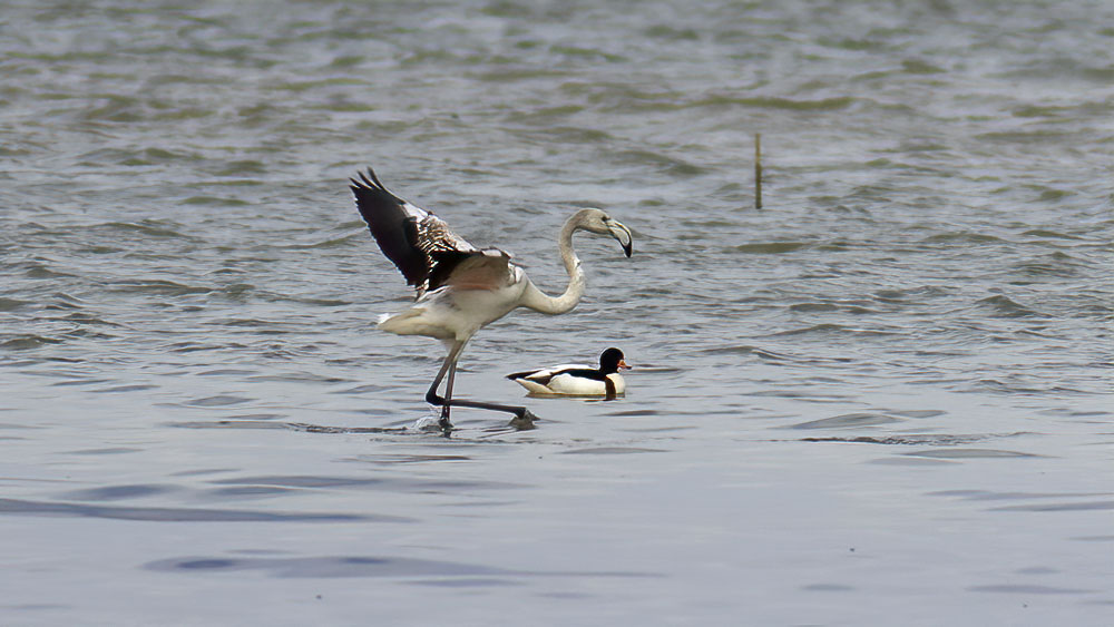 Common Shelduck