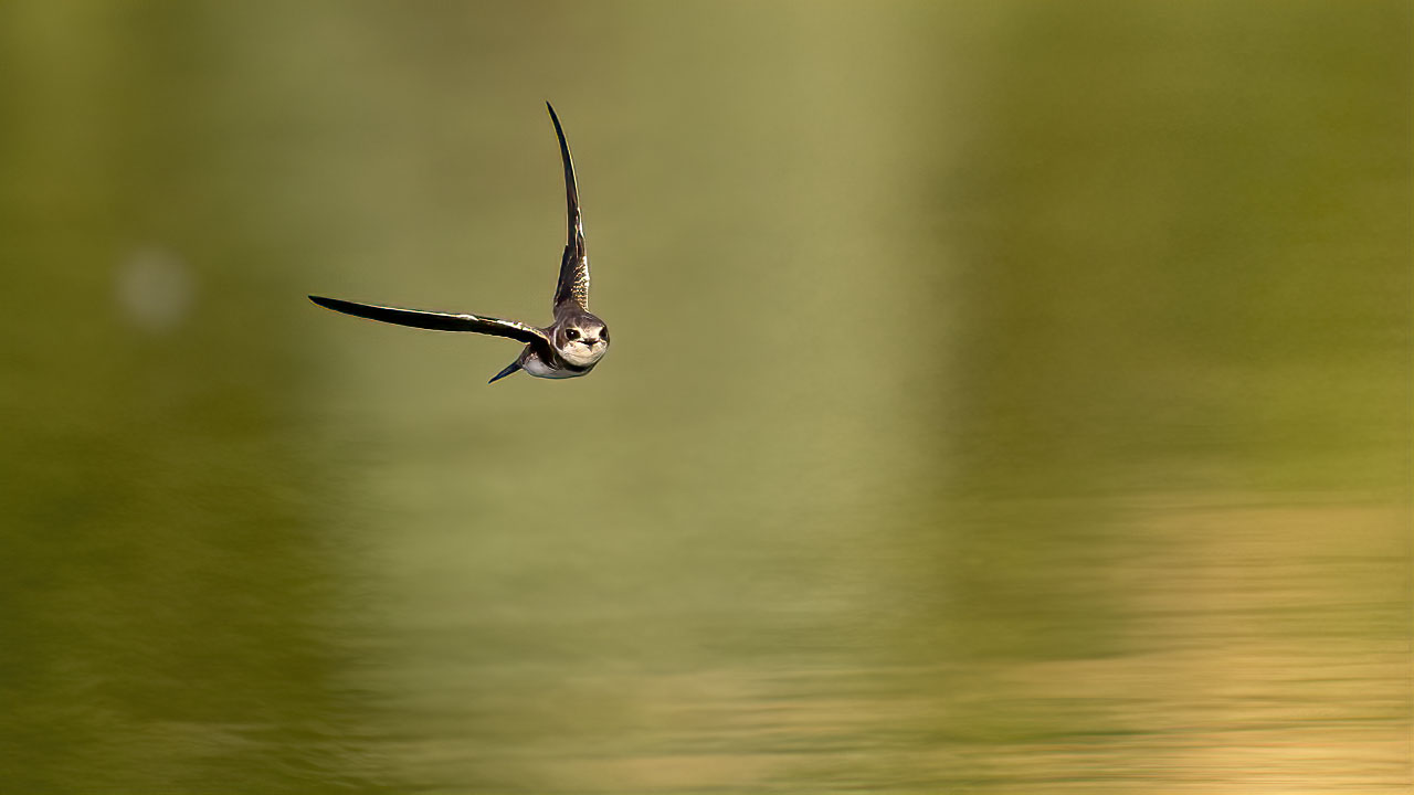 Bank Swallow