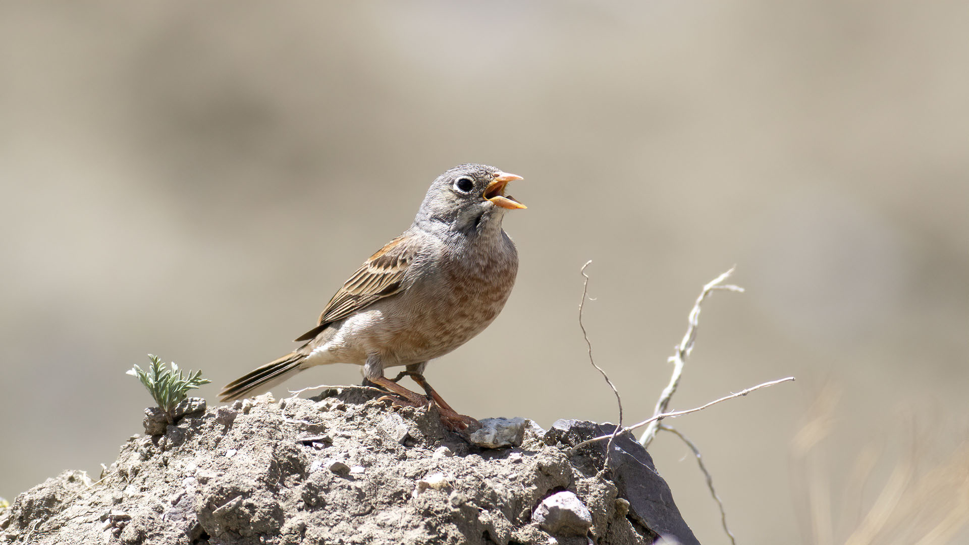 Gray-necked Bunting