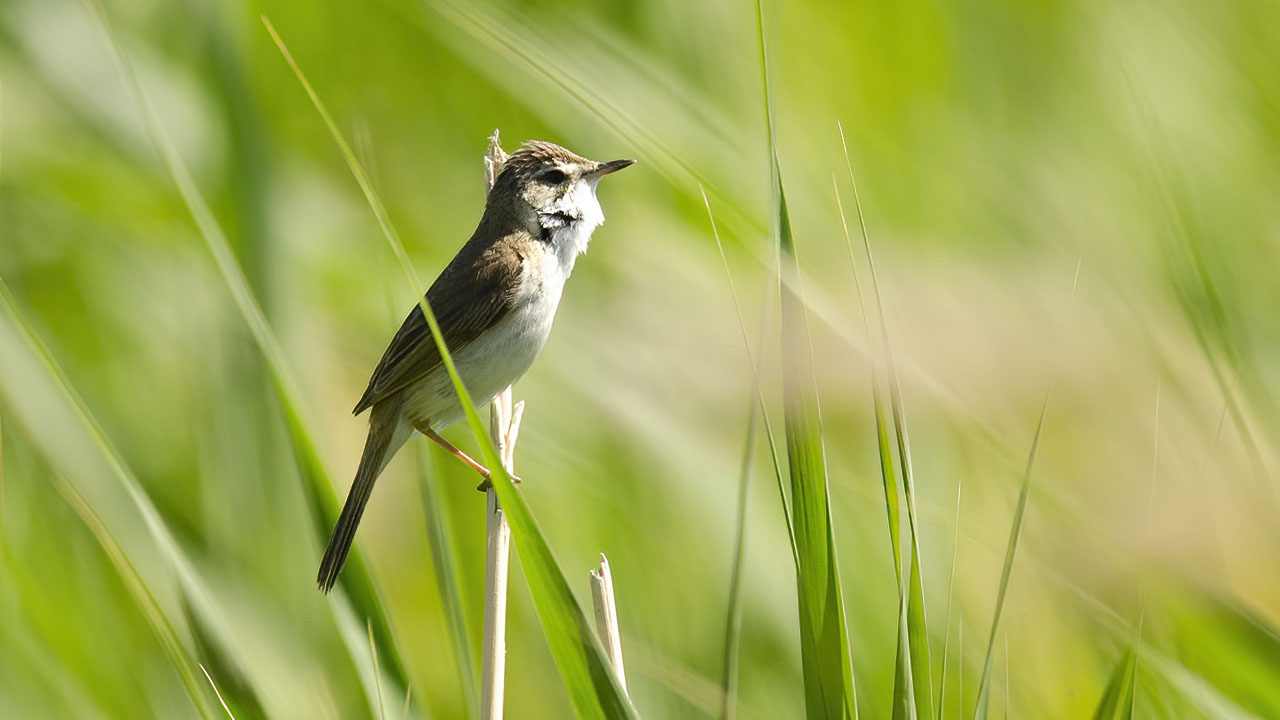 Paddyfield Warbler