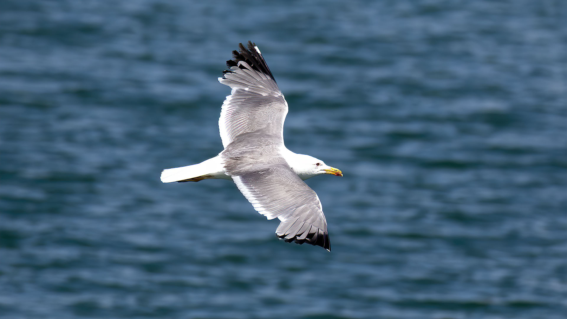 Armenian Gull