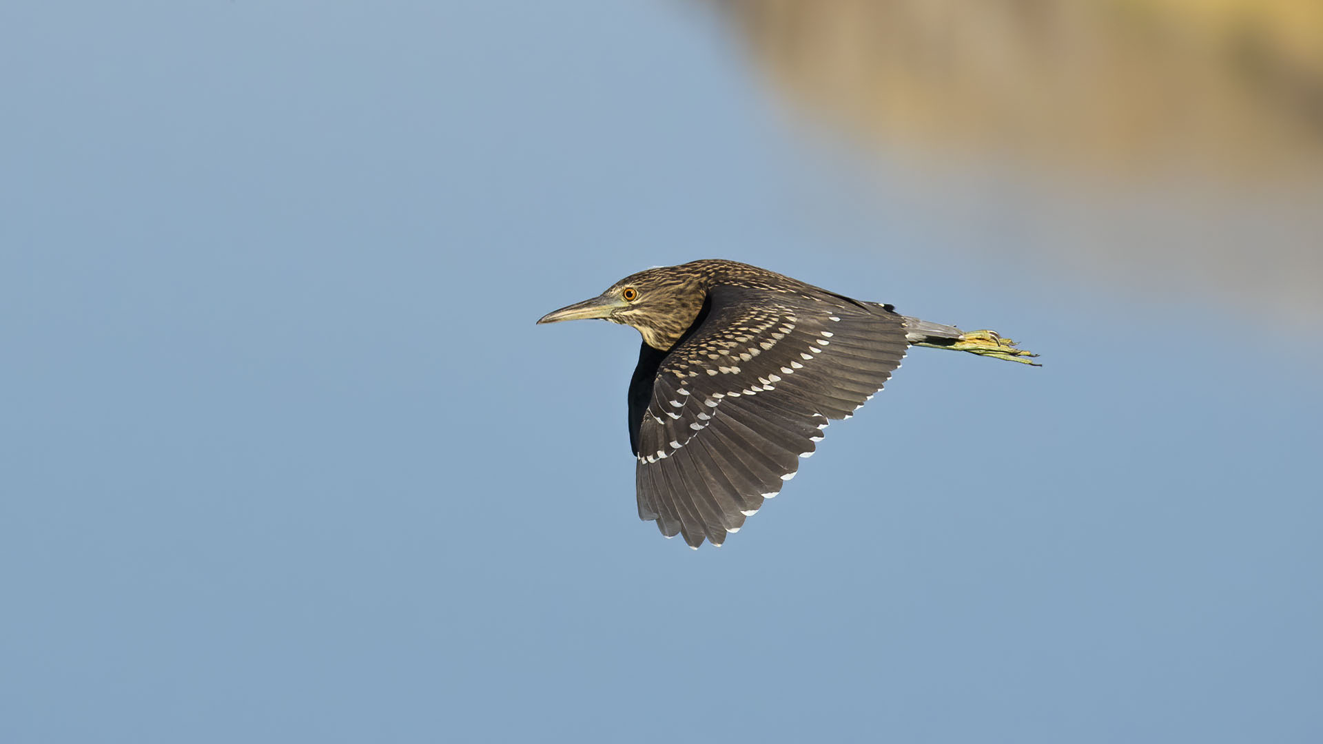 Black-crowned Night-Heron