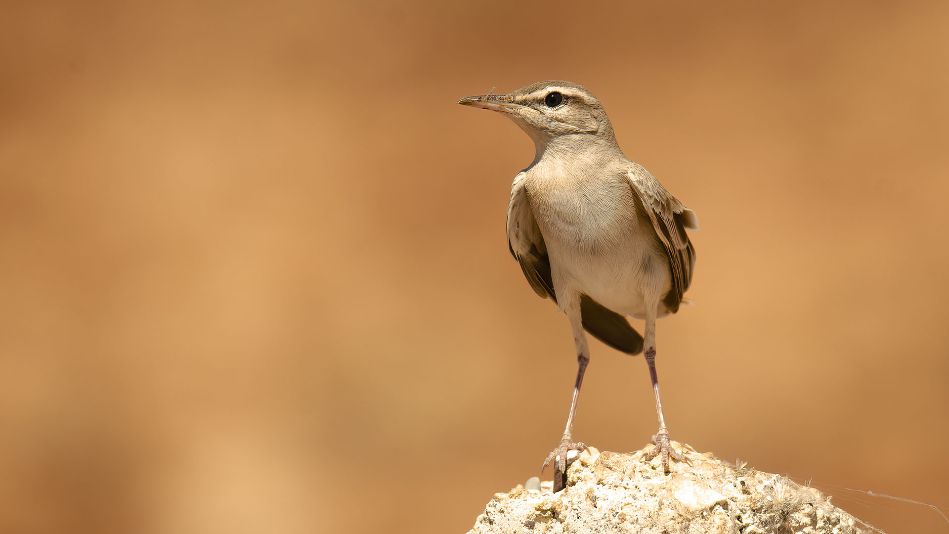 Rufous-tailed Scrub-Robin
