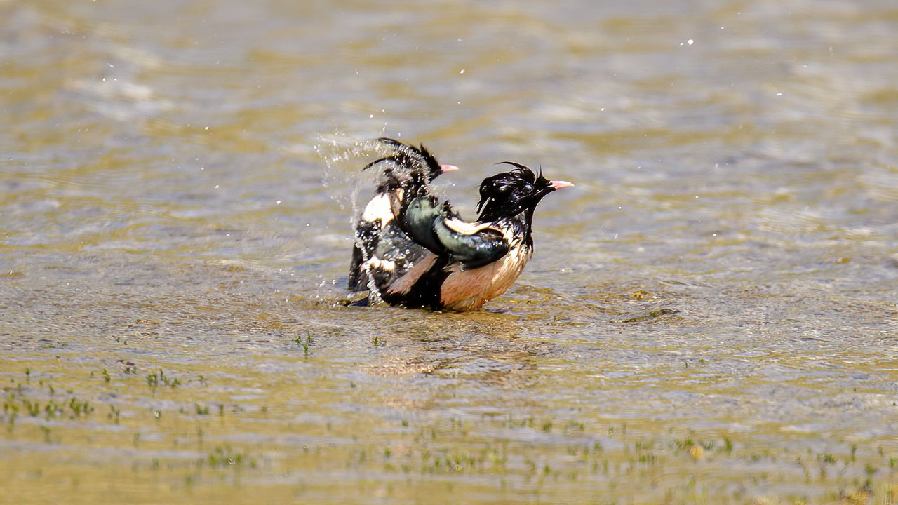 Rosy Starling