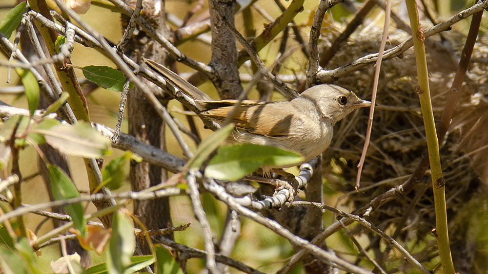 Spectacled Warbler