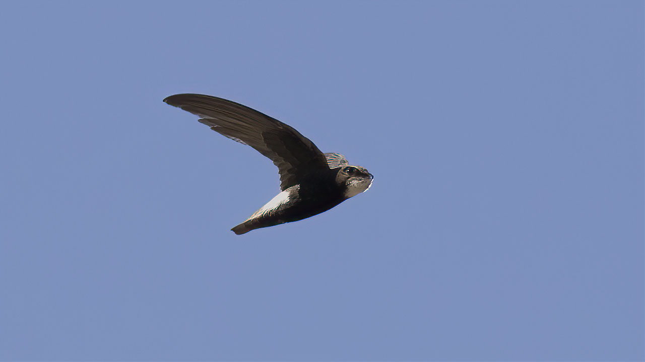 Little Swift