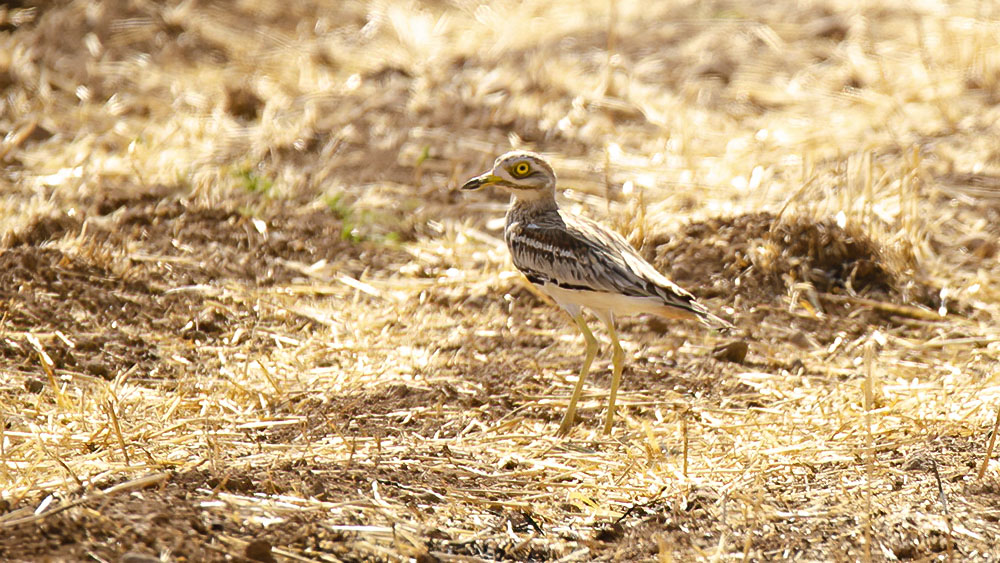 Eurasian Thick-knee