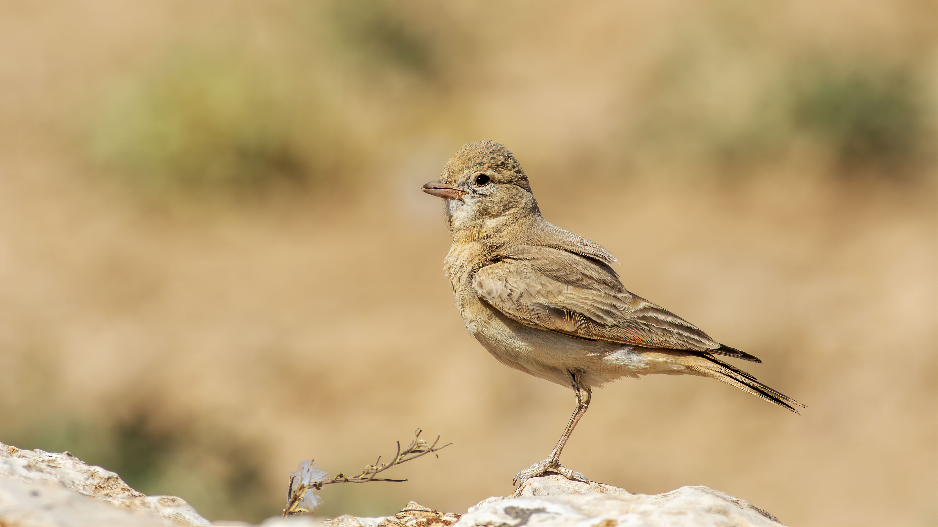 Bar-tailed Lark — Ana fotoğraf
