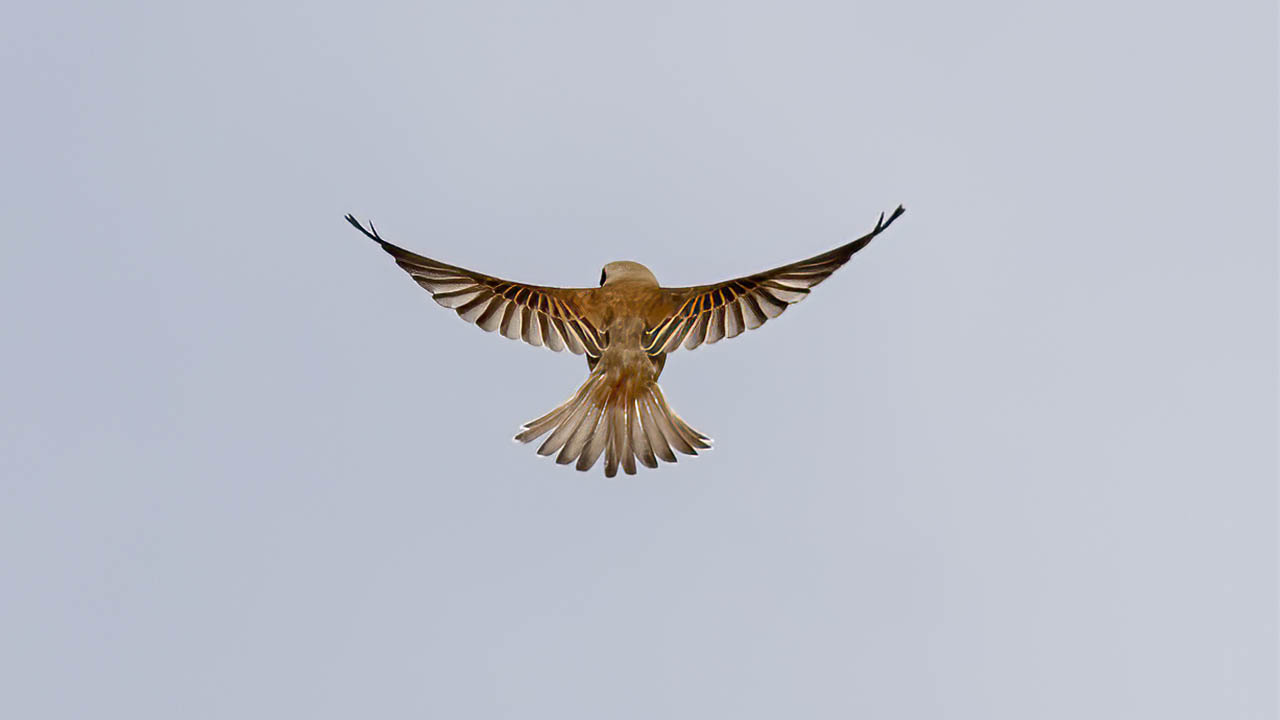 Red-backed Shrike