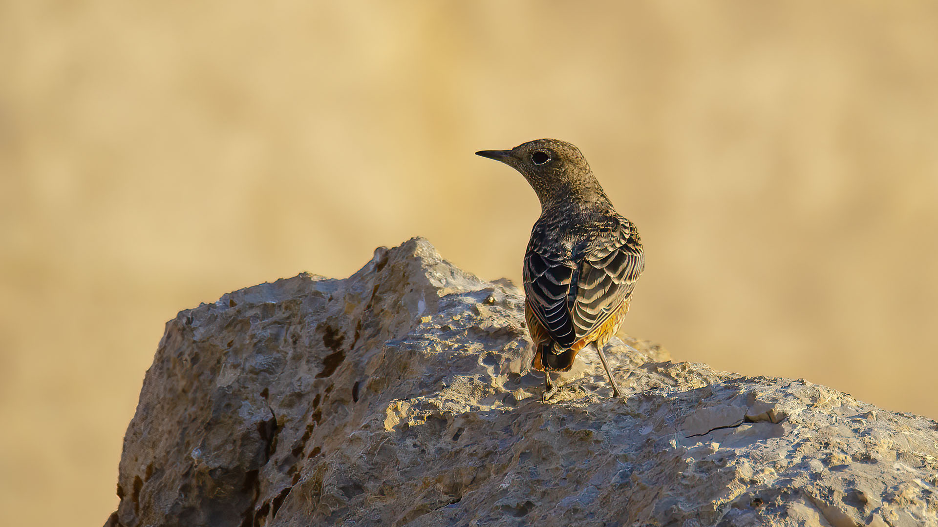 Rufous-tailed Rock-Thrush