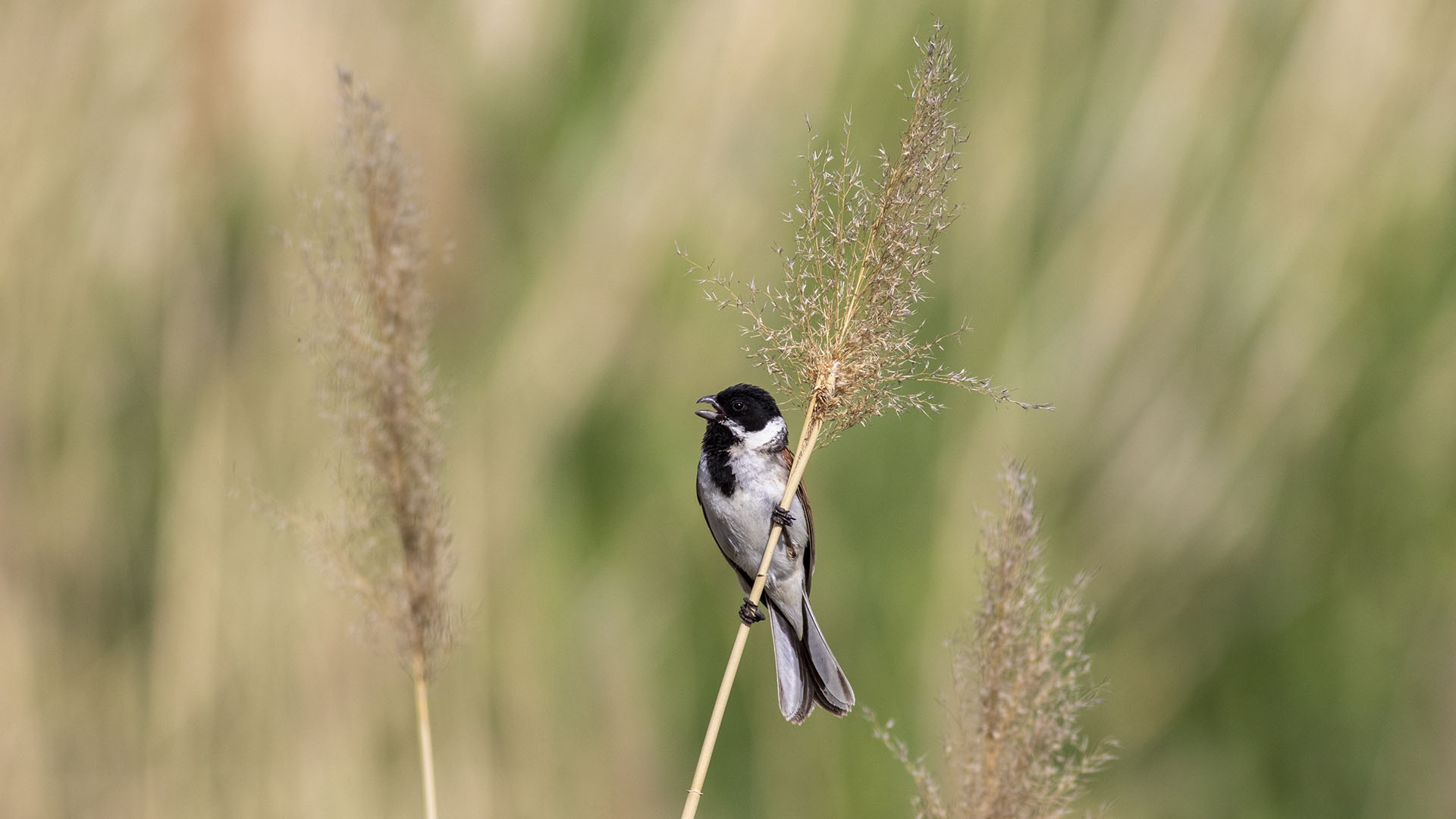 Reed Bunting