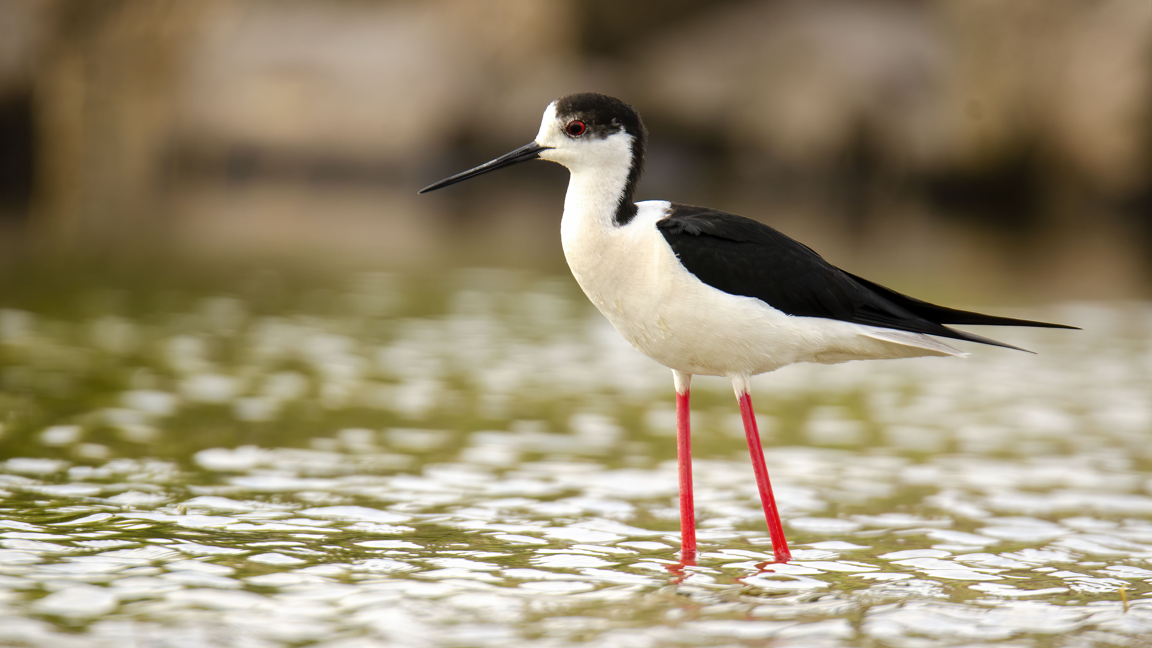 Black-winged Stilt