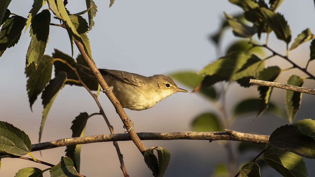 Eastern Olivaceous Warbler