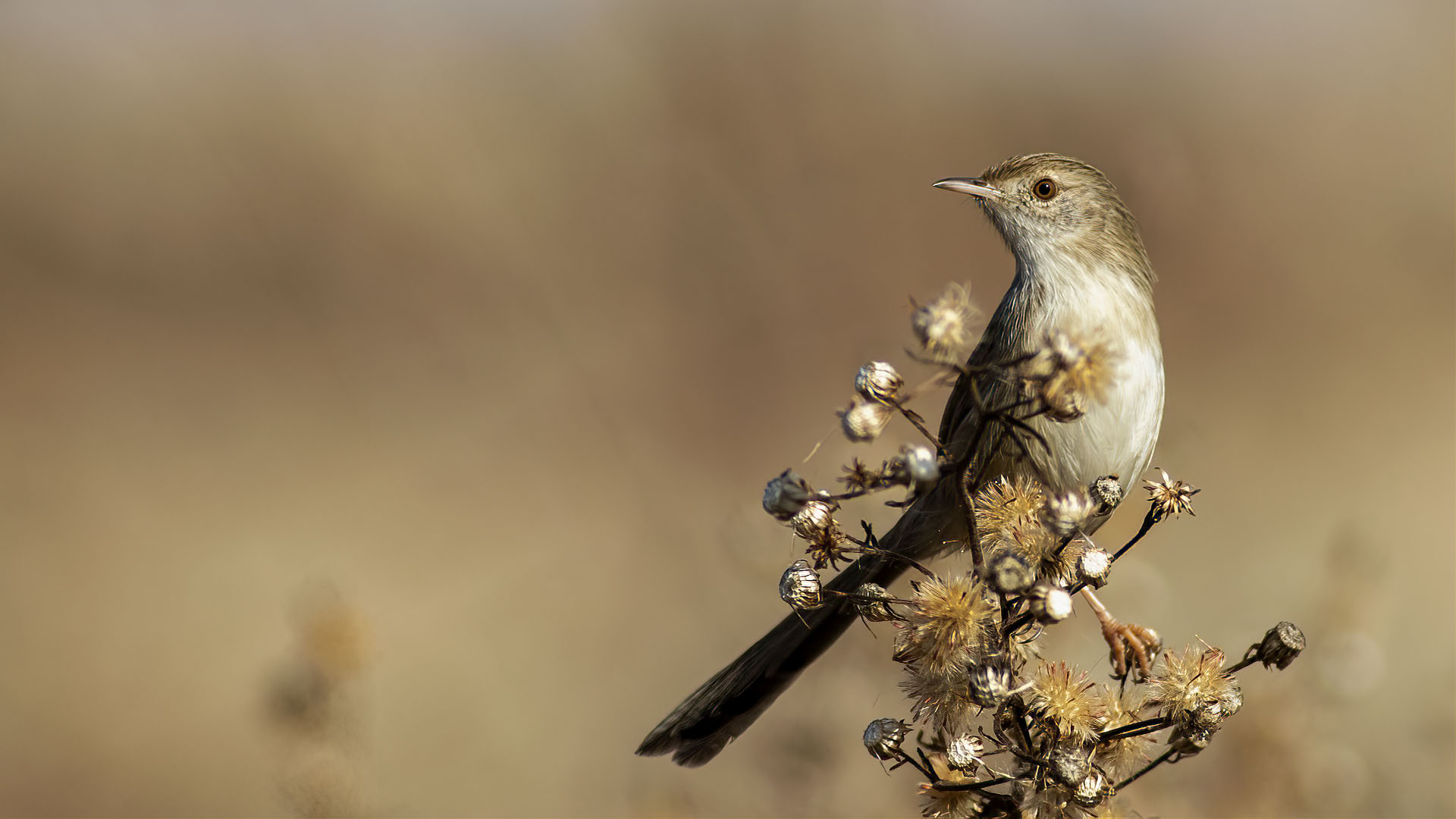 Graceful Prinia
