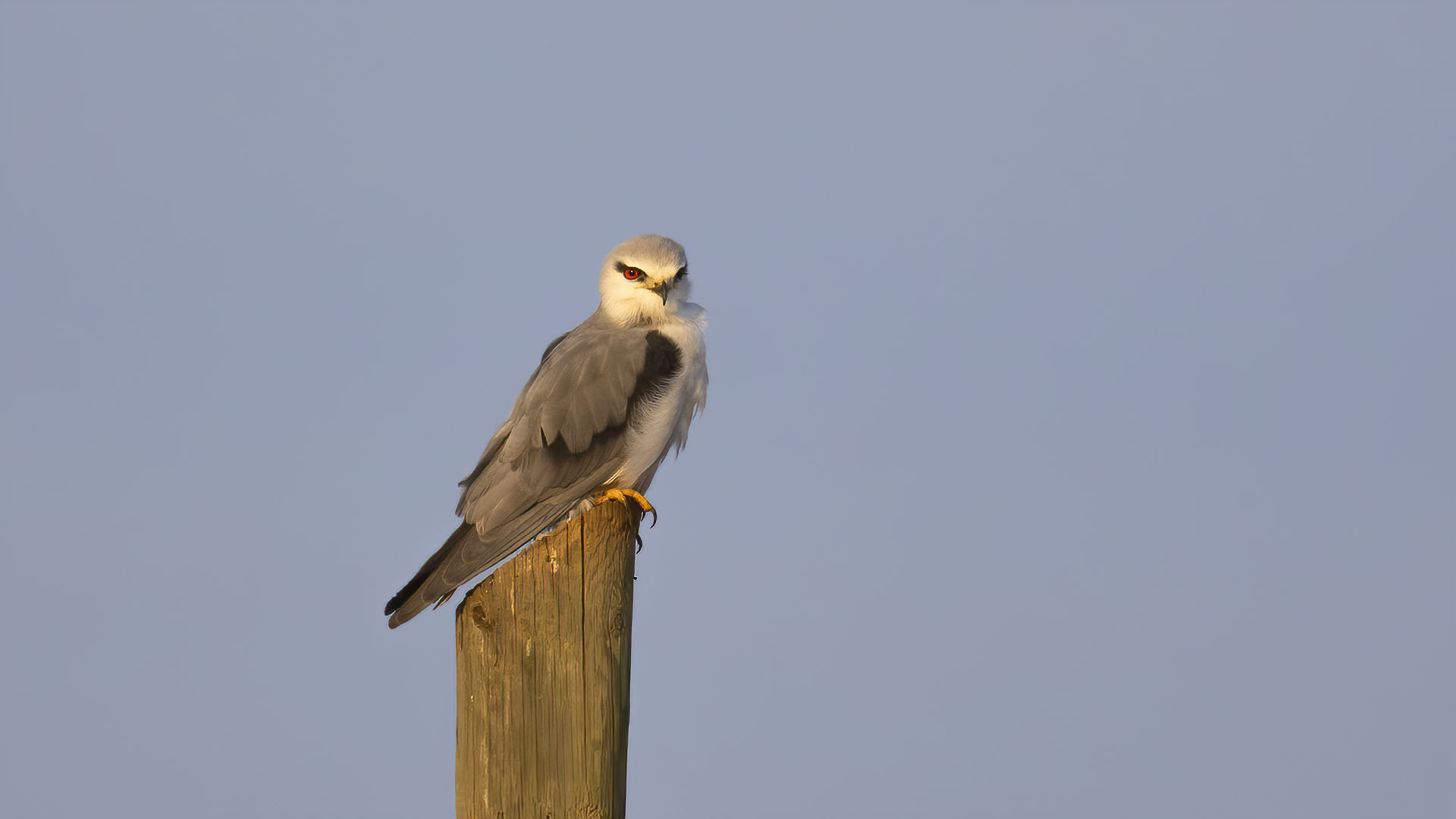 Black-winged Kite