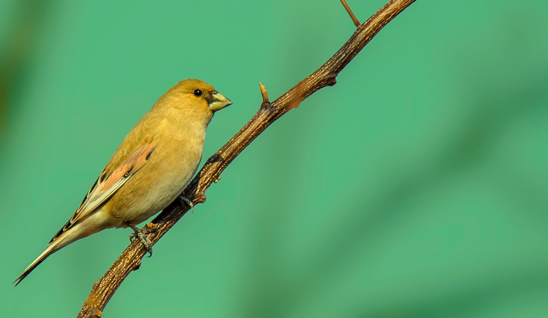 Desert Finch