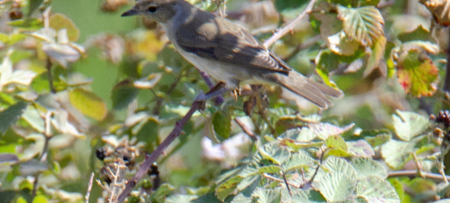 Garden Warbler