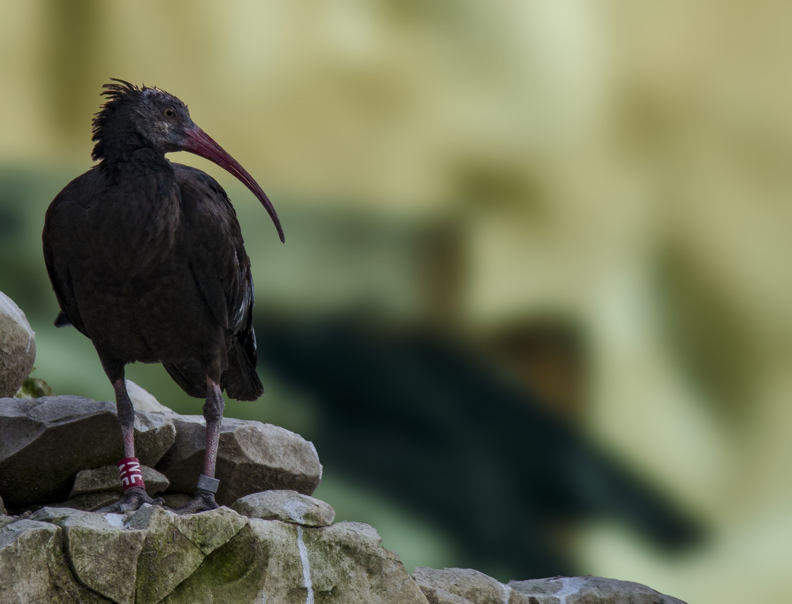 Northern Bald Ibis