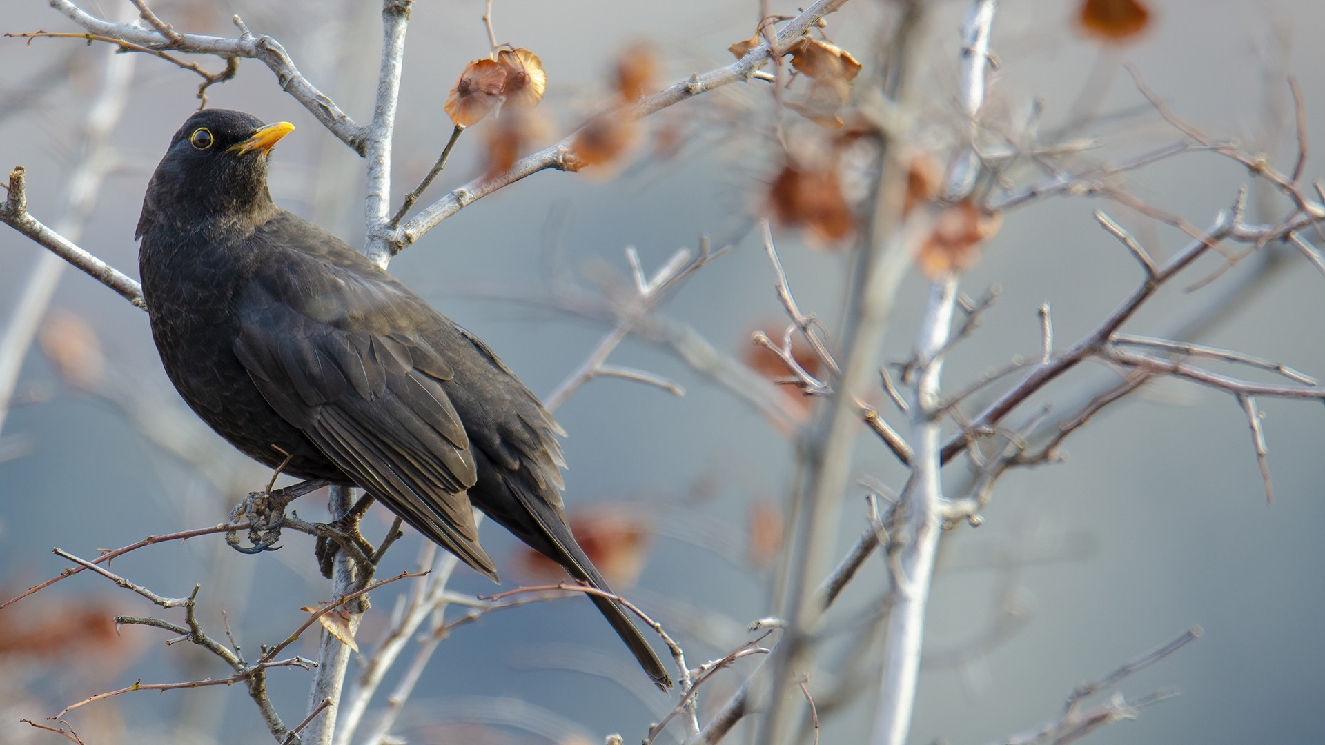 Eurasian Blackbird