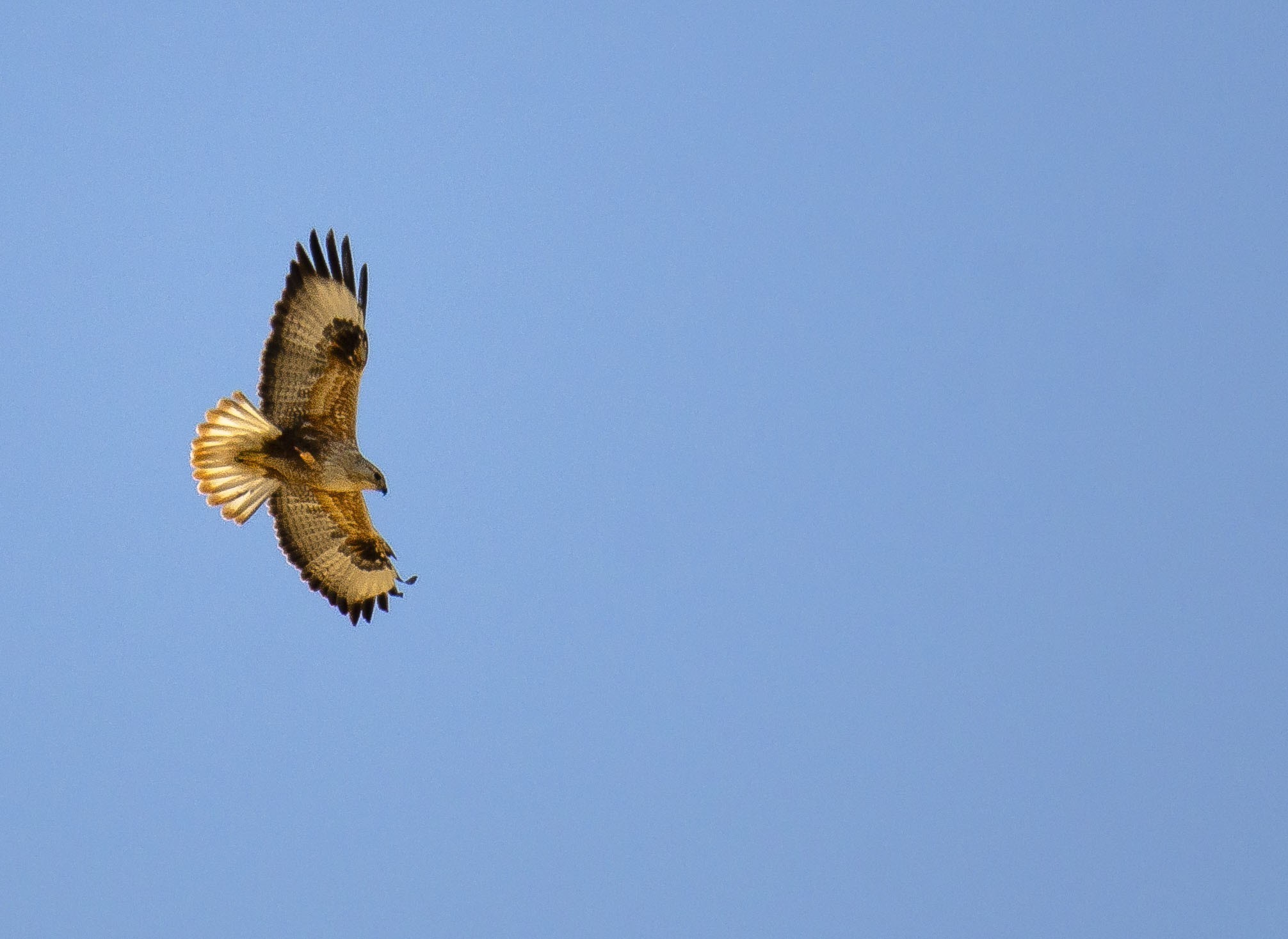 Long-legged Buzzard