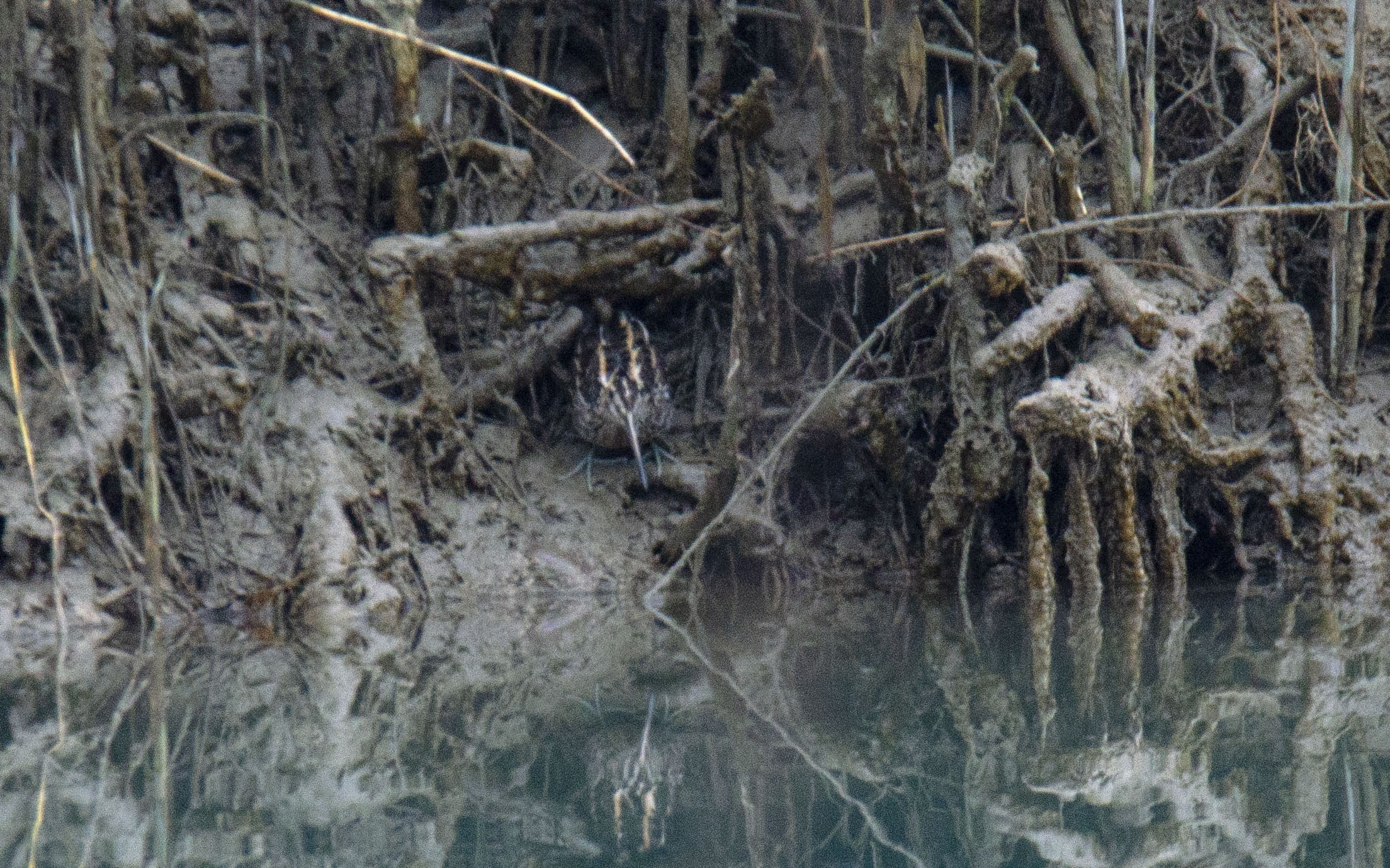 Common Snipe