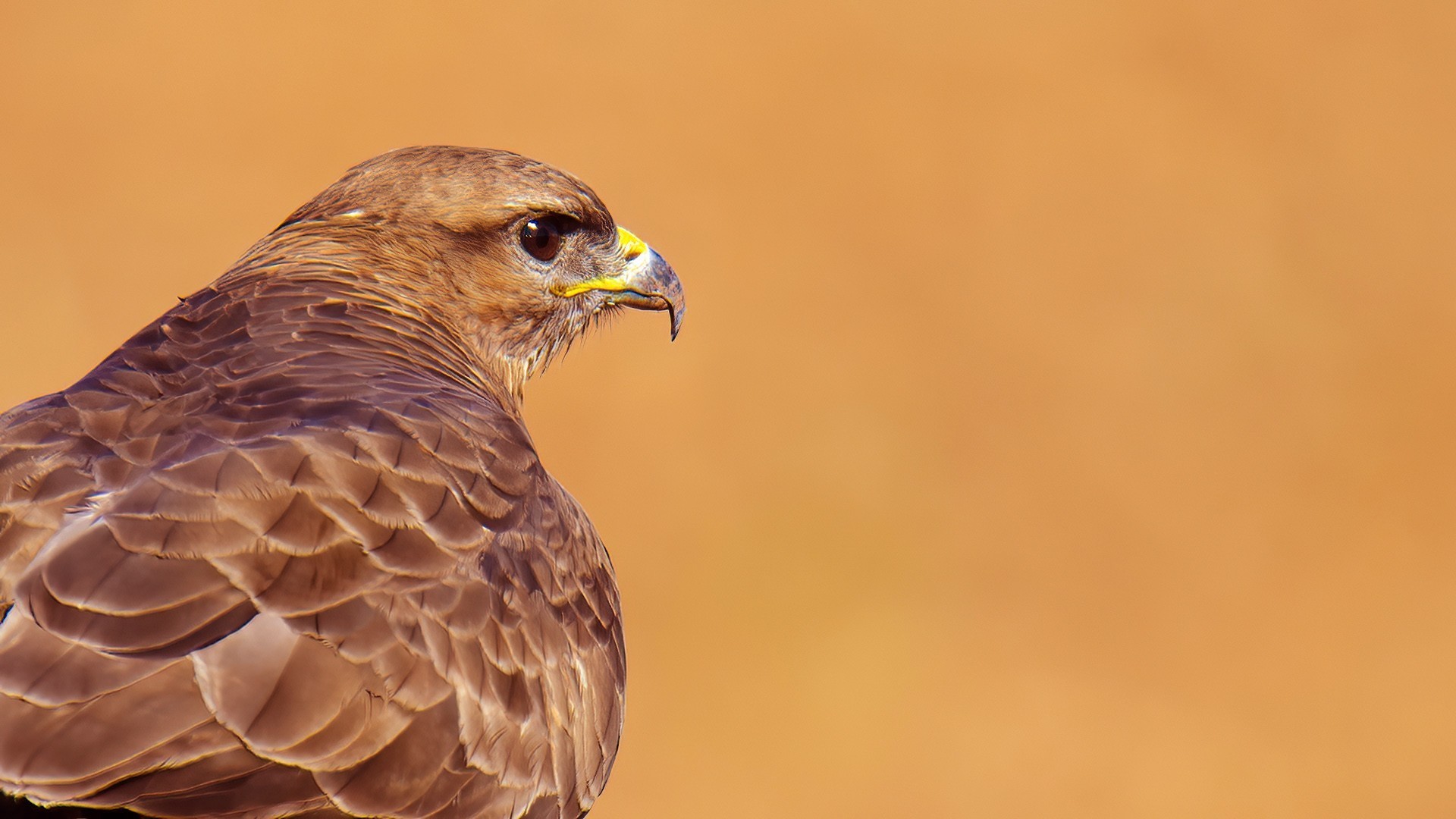 Common Buzzard