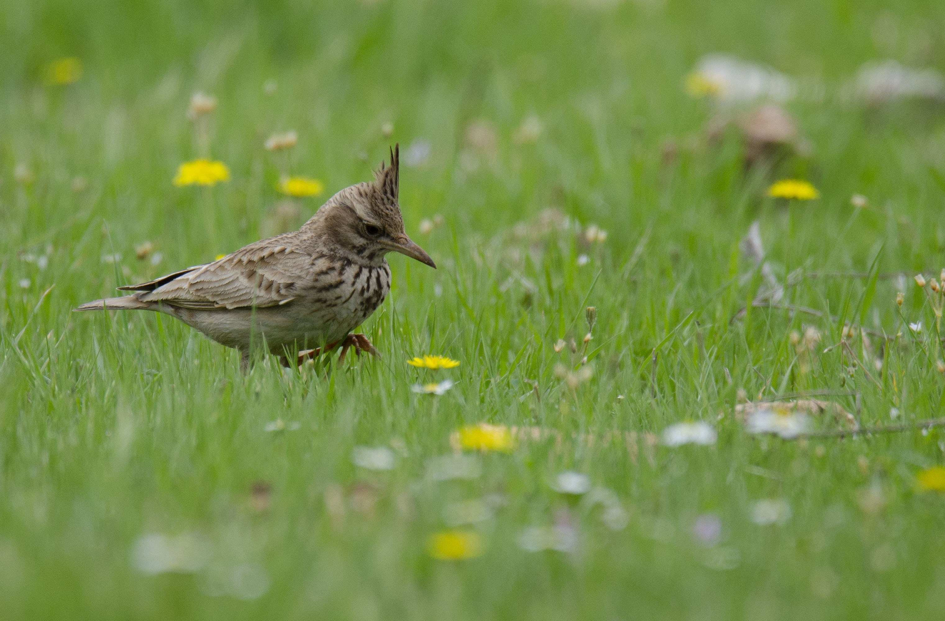 Crested Lark