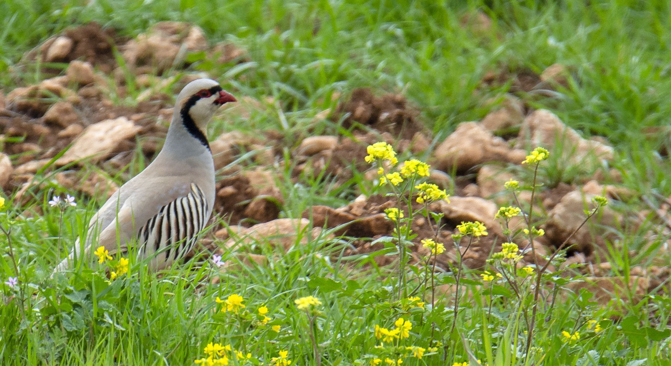 Chukar