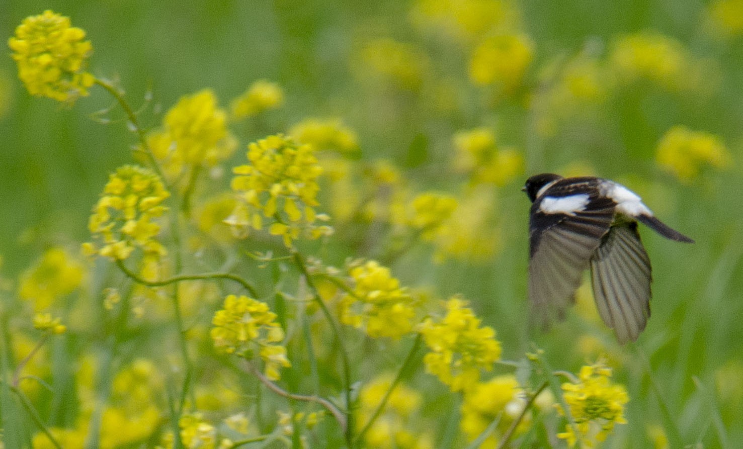 Siberian Stonechat
