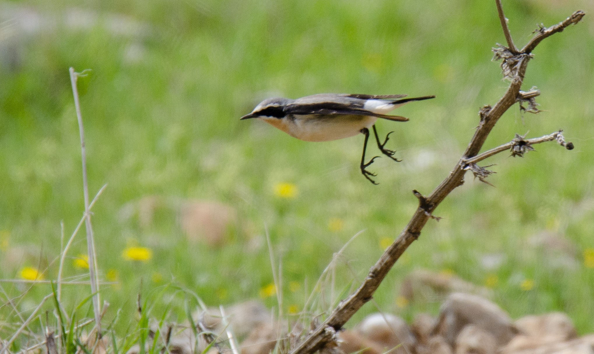Northern Wheatear