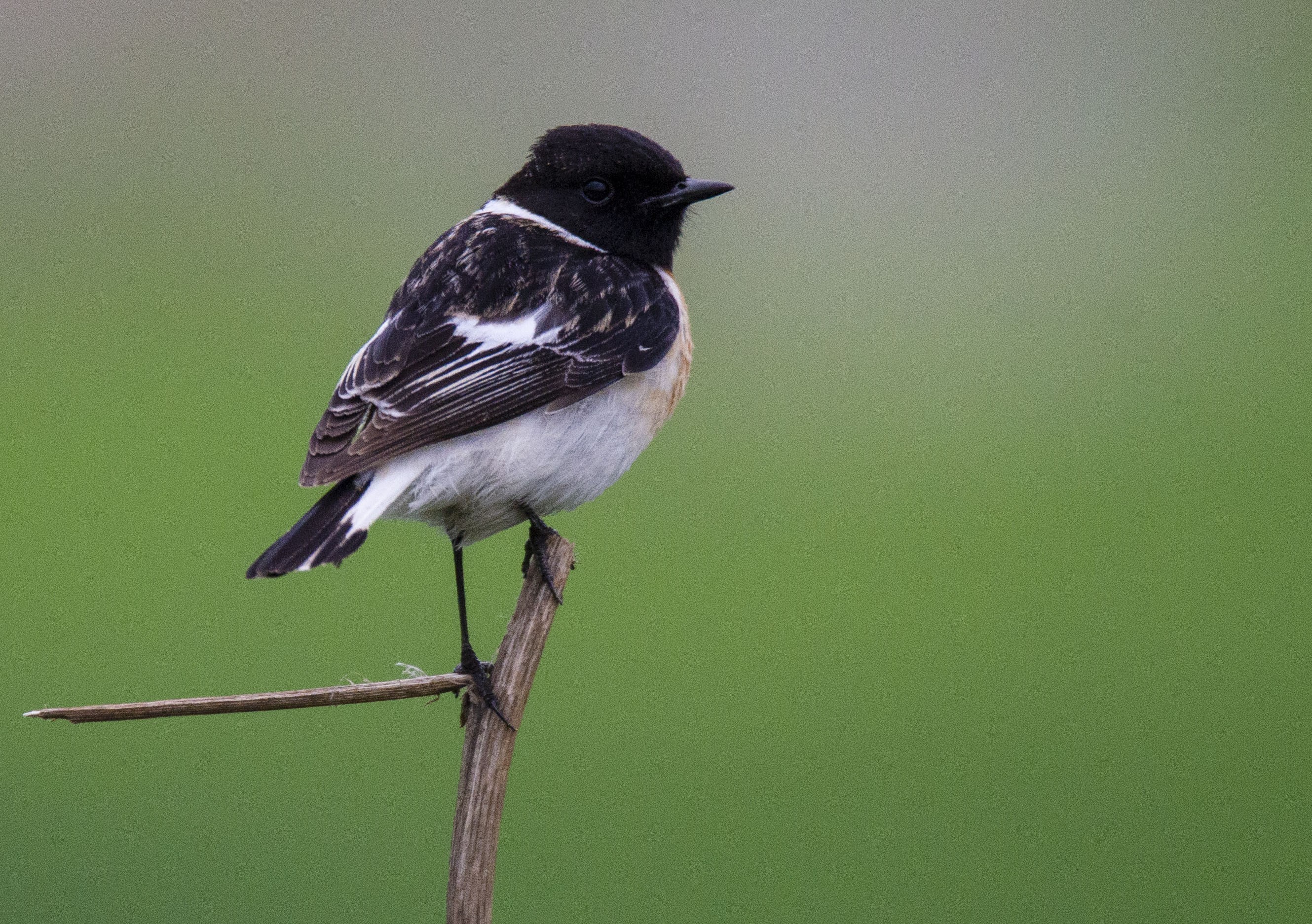 Siberian Stonechat