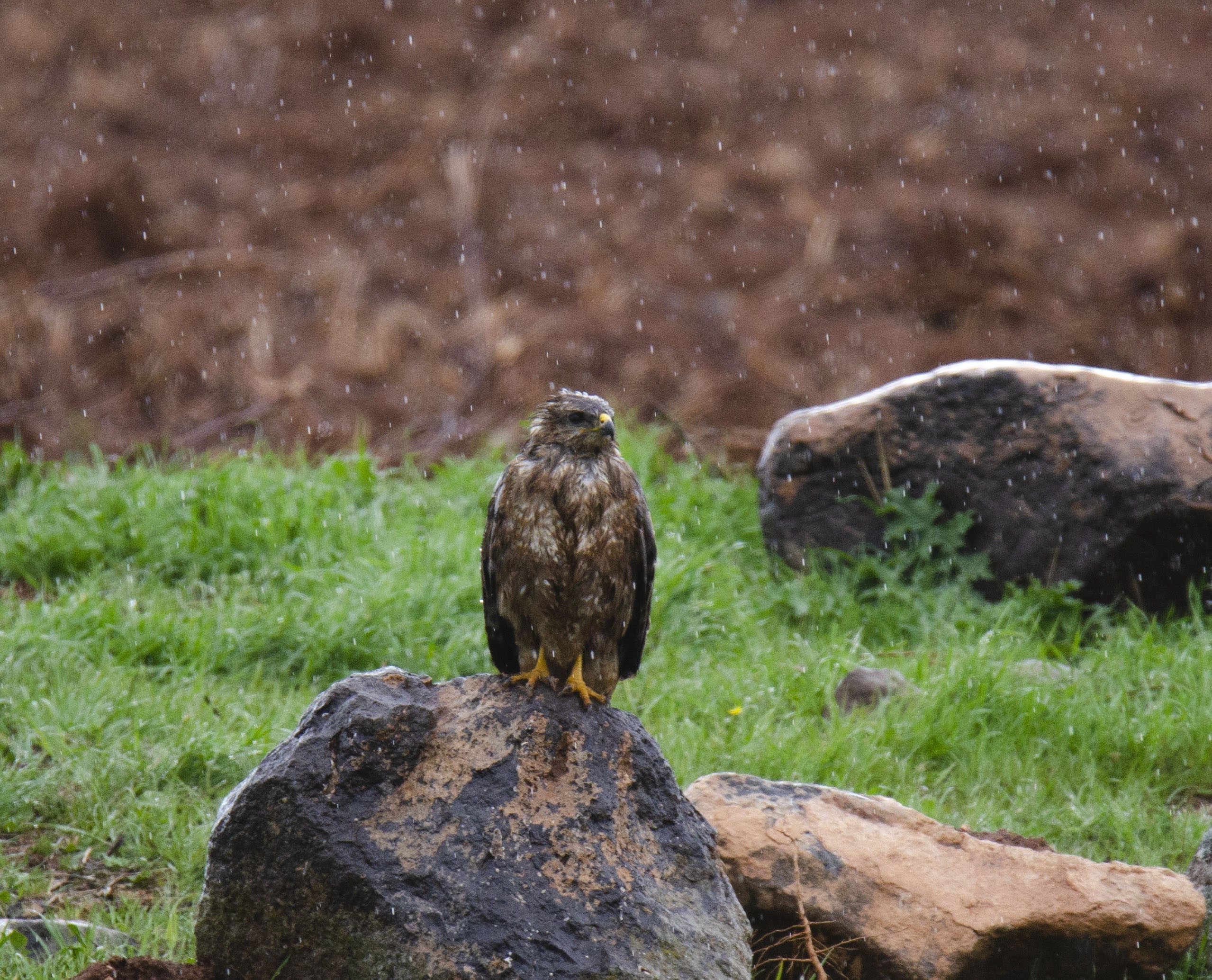 Eurasian Buzzard