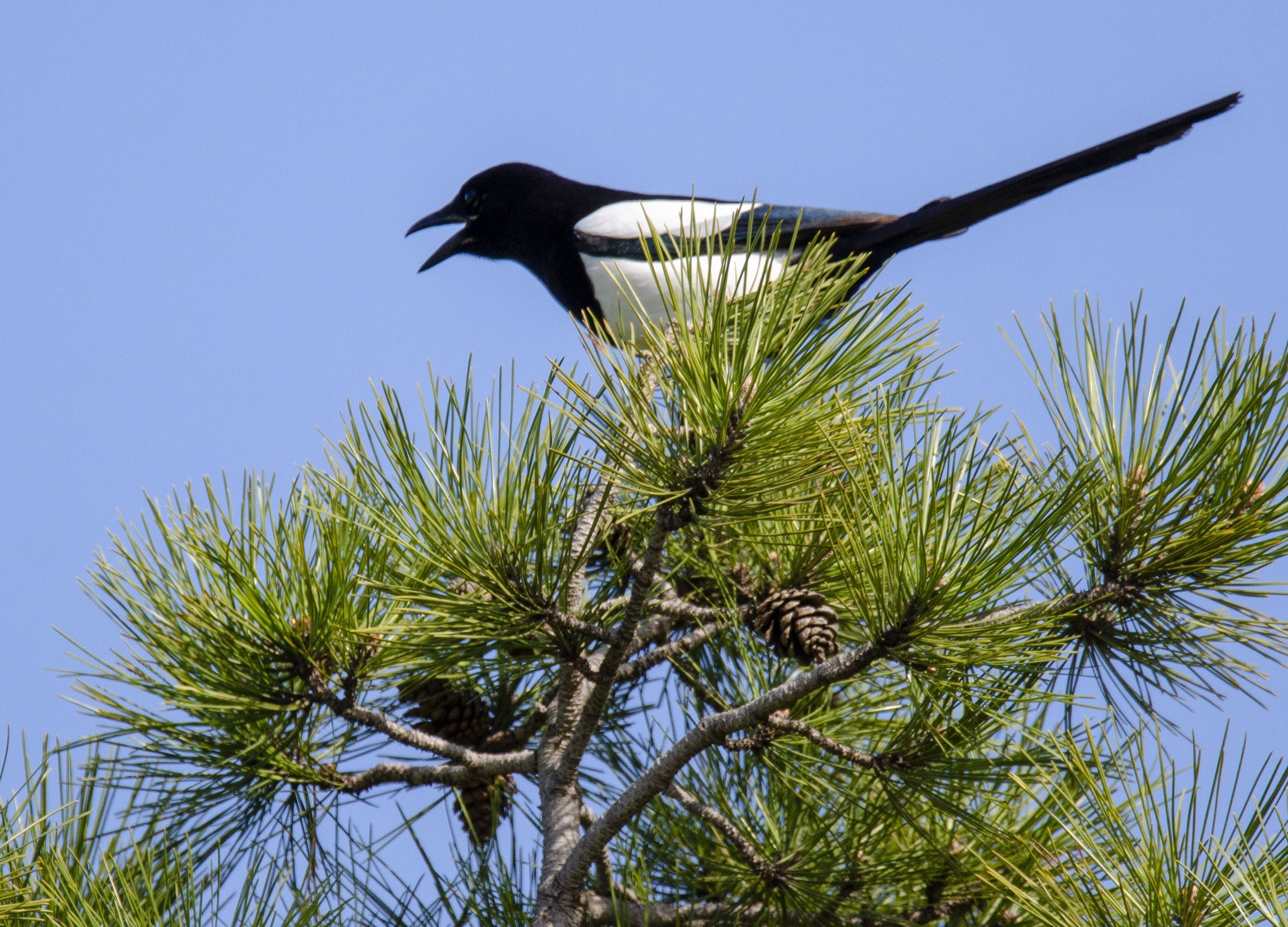 Common Magpie