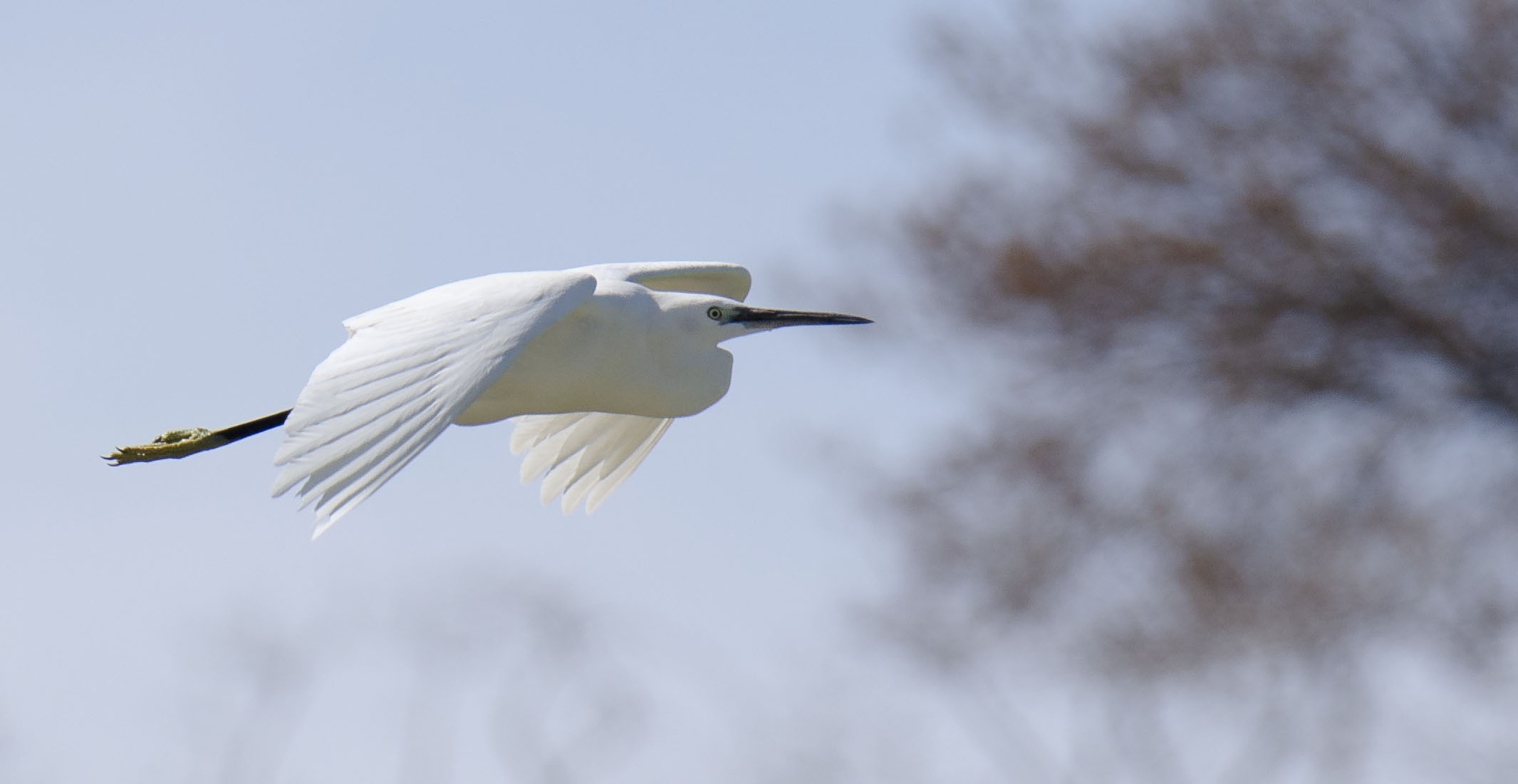 Little Egret