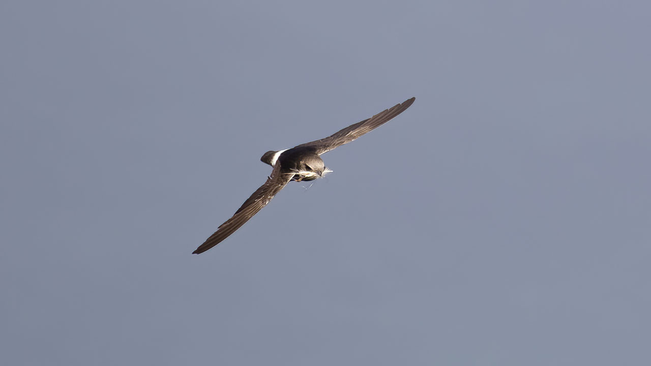 Little Swift