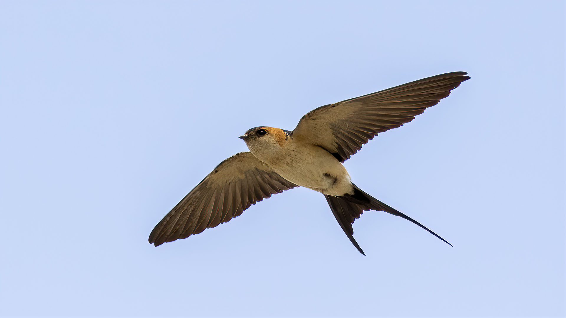 Red-rumped Swallow