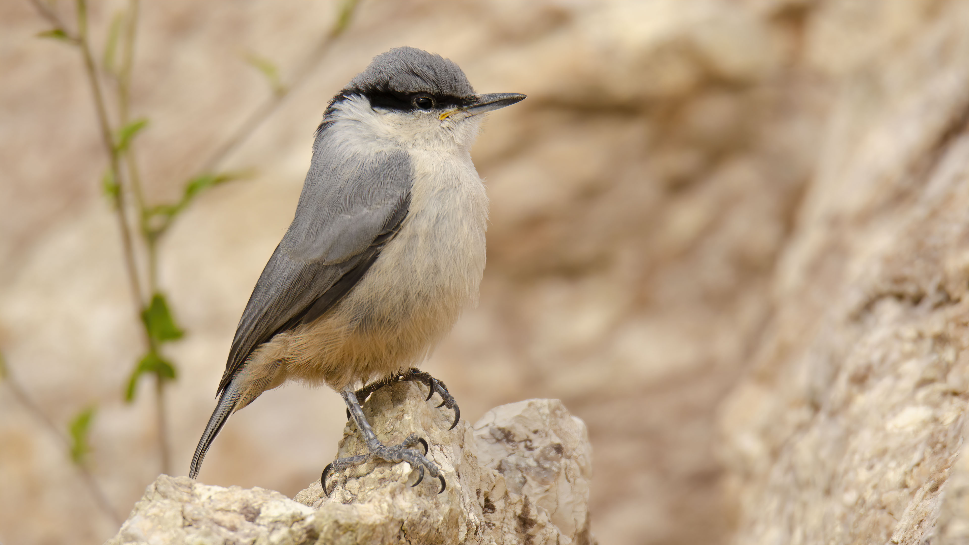 Western Rock Nuthatch